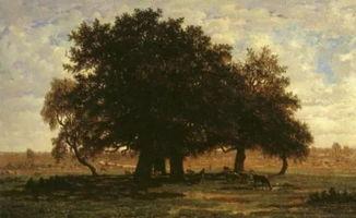 橡树：自然界最伟大的幸存者,见证自然变迁的坚韧生命之树