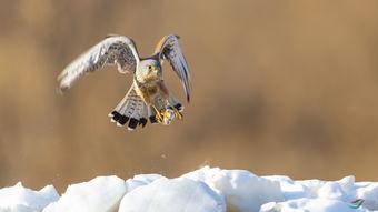 猎物 2018,揭秘年度悬疑巨制背后的惊心动魄